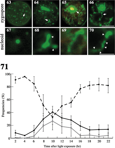 Figs 63–71. Changes in nucleoid morphology after exposing mature zygotes to light. Fluorescence micrographs of nucleoids in mature zygotes after light exposure. Zygotes were stained with SYBR Green I. Figs 63–66. Fluorescence micrographs of a zygote. Figs 67–70. An enlarged portion of a nucleoid shown by an arrow in Figs 63–66, respectively. Images taken approximately 0 h (Figs 63, 67), 8 h (Figs 64, 68) and 10 h (Figs 65, 66, 69, 70) after light exposure. Arrow: particle-like or stringy nucleoid. Arrowhead: newly produced nucleoid. Scale bars: 5 µm (Figs 63–66); 1 µm (Figs 67–70). Fig. 71. Frequencies of mature zygotes classified into three types according to the morphology of the nucleoid after light exposure: zygotes with particle-like nucleoids with no apparent production of new nucleoids (see Fig. 63) (dashed line), zygotes with less than five stringy nucleoids with apparent low production (see Fig. 64) (black line), and zygotes with more than five stringy nucleoids or long stringy nucleoids with apparent high production (see Figs 65, 66) (grey line). Standard deviations were calculated from three independent experiments. 108, 70, 247, 144, 145, 228, 155, 303, 256, 161, 126 cells were counted at 2, 4, 6, 8, 10, 12, 14, 16, 18, 20, 22 h, respectively.