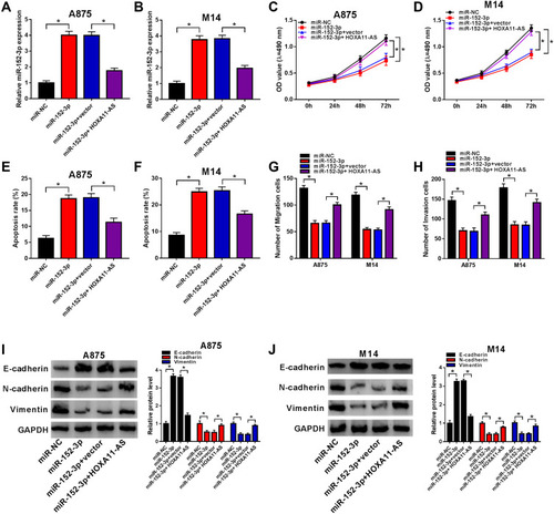 Figure 4 Overexpression of HOXA11-AS relieved the miR-152-3p-induced effects on proliferation, apoptosis, metastasis and EMT in melanoma cells. (A and B) The qRT-PCR was exploited to determine the expression of miR-152-3p in A875 and M14 cells transfected with miR-152-3p, miR-152-3p+HOXA11-AS or the corresponding controls. (C and D) MTT was utilized to examine cell proliferation. (E and F) Flow cytometry was applied to determine the apoptotic cells. (G and H) Transwell assay was used to measure cell migration and invasion. (I and J) Western blot was implemented for the measurement of f E-cadherin, N-cadherin and Vimentin in A875 and M14 cells. *P< 0.05.