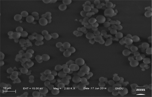 FIGURE 1 Scanning electron micrographs of tamarind kernel starch.