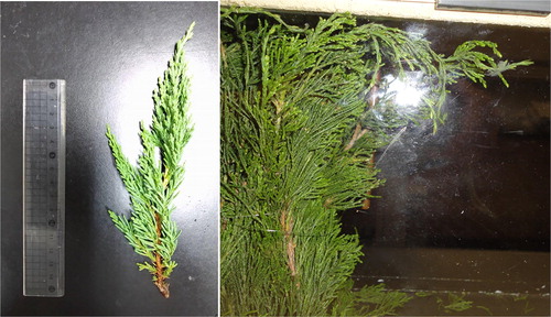 Figure 2. Left panel is a single juniper branch. Right panel is a picture illustration of the juniper branches positioned in the wind tunnel.