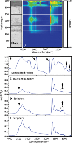 Figure 4. (A) 2D IR absorption map of the region denoted in Figure 4 (B), including a reference micrograph to the left. Dotted lines demarcate several regions in the optical micrograph, with representative IR spectra in panels B–E.