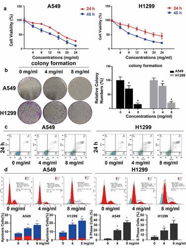 Figure 1. Huaier inhibits NSCLC growth in vitro. (a) Huaier’s inhibitory effect on NSCLC cell lines. A549 and H1299 cell lines were treated with Huaier and MTT assay was used to analyze the cell viability. (b) Huaier inhibited colony formation significantly on NSCLC cell lines. We treated the cell lines with Huaier before analyzing the colony formation. Data represents mean ± SD, *p < 0.05, n = 3. C, Flow cytometry analysis. We analyzed the apoptotic intensity by flow cytometry after the cell lines were treated with Huaier. D, Huaier arrests cell cycle. Huaier’s effect on NSCLC cell lines’ S phase population. Cell cycles were analyzed by flow cytometry and quantitatively analyzed after treated with Huaier. Histograms of flow cytometry results are presented at the bottom. Data represents mean ± SD, *p < 0.05, n = 3. The raw data of flow cytometry contained in Supplementary Material 3.