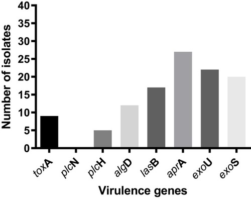 Figure 1 Frequency of virulence genes in MDR P. aeruginosa.