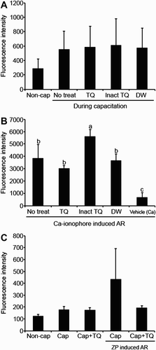 Figure 6.  Flow cytometric monitoring of boar sperm capacitation, and Ca-ionophore or ZP induced acrosome reaction (AR) in the presence of tertiapin-Q (TQ). Fresh boar spermatozoa (Non-cap) were incubated in capacitation medium for 4 h at 38.5°C, 5% CO2. Five µg/ml TQ was present during capacitation (A), or during both capacitation and Ca-ionophore induced AR (B). Controls included heat-inactivated TQ (Inact TQ; boiled at 100°C for 5 min), distilled water (DW; vehicle for TQ), or DMSO (vehicle for Ca-ionophore). C) AR was induced using ZP protein extract (equivalent 10 eggs/µl). Spermatozoa were incubated with PNA-FITC, and flow cytometric analysis was performed using a Guava EasyCyte Plus System. Average fluorescence intensity of PNA-FITC in each treatment is shown, representing three replicates with semen from three different boars. Values are expressed as the mean percentages ± SEM. Different superscripts a-c in each group of columns denote a significant difference at p < 0.05.