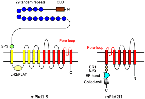 Fig. 1. Schematic drawing illustrating conformational structures of Pkd1l3 and Pkd2l1.Notes: Mouse Pkd1l3 is predicted to have 11 transmembrane domains, and contains an N-terminal CLD, 29 S/P-rich repeats, a GPS, and a LH2/PLAT domain. Note that human PKD1L3 does not contain S/P-rich repeats, even in its genomic sequences. Pkd2l1 is predicted to have six transmembrane domains and contains a putative Ca2+ binding EF hand motif and predicted coiled-coil domain in its C-terminal cytoplasmic tail. CLD, C-type lectin domain; S/P-rich repeats, serine/proline-rich repeats; GPS, G-protein-coupled receptor proteolytic site; PLAT, polycystin-1-lipoxygenase-alpha toxin; LH2, lipoxygenase homology 2; ER, endoplasmic recticulum retention signal; EF hand, calcium-binding domain. Portions of this Figure were modified from Fig. 1 in Delmas et al.Citation44)