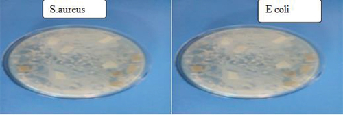 Figure 12. Anti –bacterial activity of dyed fabric after 5 wash cycle.