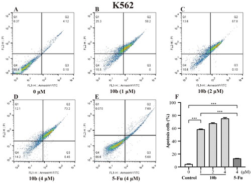 Figure 4. Apoptosis analysis through annexin V-FITC/PI double staining and following flow cytometry for the K562 cells treated with compound 10 b at 1, 2 and 4 μM for 48 h. DMSO was the negative control, as 5-Fu was the reference drug. (A) Control, (B) 10 b (1 μM), (C) 10 b (2 μM), (D) 10 b (4 μM) and (E) 5-Fu (4 μM). (F) The percentage of apoptosis cells was quantified in the segments of the bar chart. Three individual experiments were performed for each group. Data are expressed as the mean ± SD of three independent experiments. ***p < 0.005.