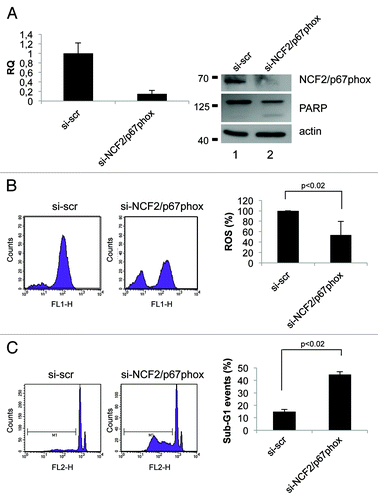 Figure 4. Inhibition of NCF2/p67phox in HCT116 cells decreases ROS and induces apoptosis. (A) HCT116 cells were transfected with either a control siRNA (si-scr) or specific NCF2/p67phox-targeting siRNA (si-NCF2/p67phox) and collected after 48 h. NCF2/p67phox protein and transcript levels were examined by western blot and real-time PCR, respectively. The western blot shown is one representative experiment. Real-time PCR shows the mean of three independent experiments. Actin is shown as a loading control. (B) ROS levels were assayed using a DCFDA staining and FACS analysis. Left panel shows one representative experiment of four independent ones. Right panel shows the mean of four independent experiments as a percentage respect to the control (presented as 100%). (C) Apoptosis levels were assayed by propidium iodide staining and FACS analysis. Percentage of sub-G1 events (M1) is shown. Left panel shows one representative experiment of three. Right panel shows the mean of three independent experiments.