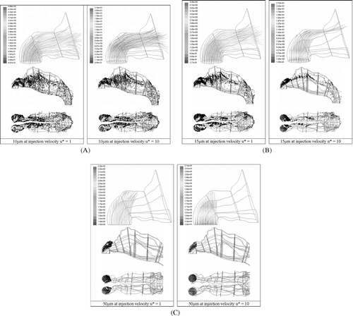 FIG. 6 (A) Deposition patterns for 10 μ m particles released uniformly from the inlet surface normal to the nostril openings at u* = 1 and u* = 10. (B) Deposition patterns for 15 μm particles released uniformly from the inlet surface normal to the nostril openings at u* = 1 and u* = 10. (C) Deposition patterns for 50 μm particles released uniformly from the inlet surface normal to the nostril openings at u* = 1 and u* = 10.