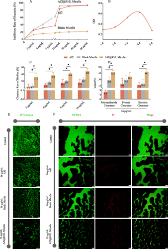 Figure 2 Different effects of AZI, blank micelle, and AZI@RHL micelle on S. aureus and mature biofilms. (A) Inhibition rate curve of S. aureus with different doses of treatment (by AZI). (B) S. aureus biofilm growth curve for 5 d. Biofilm was quantified through OD value by the crystal violet way. (C) Clearance rate of S. aureus matures biofilm. *P<0.05 vs AZI and blank micelle group. (D) Clearance rate of polysaccharides, proteins, and bacteria in biofilms. *P<0.05 vs AZI and blank micelle group. (E) Confocal laser scanning micrographs of drug-treated EPS. EPS was visualized by FITC-Con A specifically labelable binding D-(+)-glucose and D-(+)-mannose moieties (Green). The control group was in the absence of drugs. (F) Confocal laser scanning micrographs of biofilms and bacteria in them. All cells were labeled green by SYTO-9, and dead ones were labeled red by PI.