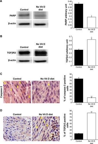 Figure 4 Vitamin D deficiency inhibits apoptosis and enhances TGFβR2 in myometrium.