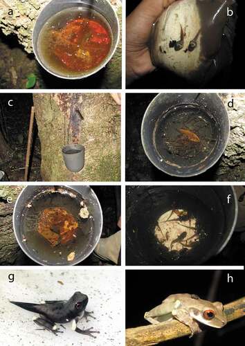 Figura 2: A – Vaso para colecta de látex de shiringa con renacuajos. B – Renacuajos de Osteocephalus castaneicola con huevos en el intestino y renacuajo de Ranitomeya sirensis (izquierda) coexistiendo con ellos. C, D y E – Renacuajos de O. castaneicola en vasos de shiringa en diferentes fases. F – Renacuajos de O. castaneicola con patas en desarrollo. G – Metamorfo de O. castaneicola con rodillas y codos blancos, ojos rojos y cola casi totalmente reabsorbida. H – Juvenil de O. castaneicola