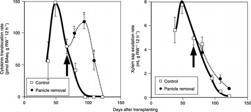 Figure 4  Successive changes in the xylem sap exudation rate (mL g RW−1 12 h−1) and the cytokinin translocation rate (pmol bAeq. g RW−1 12 h−1). The cytokinin level is indicated as benzyl adenine (BA) eqiuivalents. Arrows indicate the date of panicle removal. Bars indicate standard error (SE) and symbols without bars mean that the SE is so small that it is covered by the symbol. An asterix above the bar indicates that the difference between the control and the panicle removal treatment is significant using a t-test (P < 0.05).