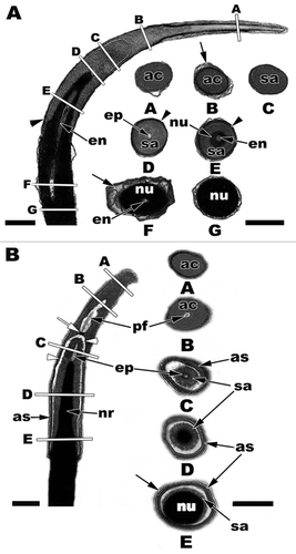 Figure 21 Electron micrographs of Step 5 and Step 6 spermatids in (A and B) S5, American Alligator, Alligator mississippiensis; (C and D) S5, Cottonmouth Snake, Agkistrodon piscivorus; (E and F) S6, Ground Skink, Scincella lateralis. Within the Alligator (A and B) and other non-squamate reptiles DNA condenses in a granular fashion. In squamates (snakes and lizards), DNA condenses in a filamentous fashion that can either have roughly parallel filaments like in (E) or circular or concentric filaments like in (C and D). acrosome, ac; chromatoid body, cd; endoplasmic reticula, black arrowheads; proximal centriole, pc; distal centriol, dc; translucent zones, white arrows; lacuna, black arrows; caudal nuclear fossa, white arrow; pericentriolar material, pe; principle piece, pp; manchette, ma; desmosome junction, ds. (A and E) Bars = 5 µm, (C) Bar = 3 µm, (B, D and F) Bars = 200 nm.