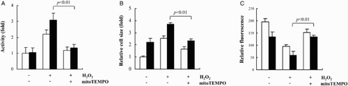 Figure 4 The effect of mitoTEMPO on H2O2-induced apoptosis and hypertrophy of H9c2 transfectant cells. The transfected H9c2 cells were pretreated with 2 μM mitoTEMPO for 1 hour and exposed to H2O2. (A) Activation of caspase 3 in H9c2 transfectant cells was determined by colorimetric assay. (B) H9c2 cell size was measured by microscopy after H&E staining. (C) Total GSH was determined by fluorescence measured in the images of CMF-DA-loaded cells. The average of fluorescence intensity was calculated as previously described.Citation13 (A–C) Open and shaded bars represent H9c2 cells transfected with scrambled siRNA and IDH2 siRNA, respectively. Data are presented as the mean ± SD of three separate experiments.