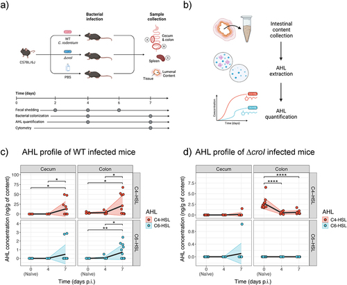 Figure 4. Multiple AHLs can be detected in vivo over the course of C. rodentium infection. (a) Graphical representation of the murine infection set up. In brief, C57BL/6J mice were gavaged with either WT C. rodentium, ∆croI, or PBS (uninfected control group). At experimental endpoint large intestinal (cecum and colon) and systemic (spleen) organs were collected for CFU enumeration. (b) Cecum and colon contents were also collected on days 4 and 7 post-infection (p.i.) for partial purification and detection of N-acyl-homoserine lactones (AHLs) via LC-MS/MS. (c,d) Changes in concentration of C4-HSL and C6-HSL detected in cecum and colon contents during (c) WT and (d) ∆croI infection. 3-hydroxy-C6-HSL and 3-oxo-C6-HSL were not detected. As a reference, the values detected for the naïve mice were plotted on both panels (c) and (d) as day 0 post-infection. The black line represents the mean values across time, and shaded areas represent the standard deviation with an N = 6–12 mice per group. Statistics were calculated by using multiple t-tests with Bonferroni correction for multiple comparisons.