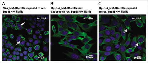 Figure 2 Propagation of NM-HA aggregates in mammalian cells. (A) N2a cells stably expressing NM-HA were treated with in vitro generated fibrils of recombinant Sup35NM and subsequent passages were analyzed by confocal microscopy. Once induced, NM-HA aggregates were efficiently transmitted to daughter cells during cell division. Arrows mark cells that undergo cell division. (B) NM-HA is soluble when stably expressed in HpL3-4 cells. (C) Induction and propagation of NM-HA aggregates in HpL3-4 cells. Two passages after treatment with recombinant Sup35NM fibrils, HpL3-4_NM-HA cells exhibit NM-HA aggregates (marked by arrows). Antibody, anti-HA. Nuclei were visualized using Hoechst dye.