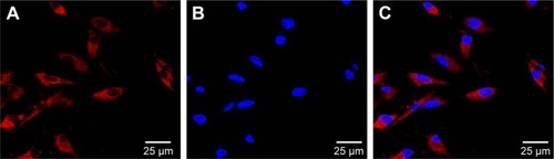 Figure 2 Confocal microscopy image of MNP-Mn(II)-rhodamine-B-labeled BMSCs. (A) Rhodamine (red) in the cytoplasm, (B) cell nuclei (stained by DAPI, blue), and (C) merged image; scale bars =25 µm.Abbreviations: BMSCs, bone marrow-derived stem cells; DAPI, 4′,6-diamidino-2-phenylindole; MNP-Mn(II), manganese (II) ions chelated to melanin nanoparticles.