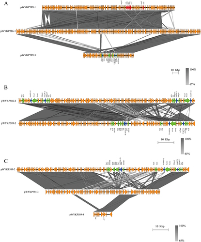 Figure 5 Comparative analysis of plasmids in strains WYKP586, WYKP589 and WYKP594. (A) pWYKP586-1 was broken into two plasmids pWYKP589-1 and pWYKP589-3. (B) Comparative analysis of plasmids pWYKP586-2 and pWYKP589-2. (C) pWYKP594-3 was derived from breakage of pWYKP589-2 and fusion of pWYKP589-4. Linear comparison figures were generated using Easyfig. The arrows represent coding sequences (red arrows, virulence genes; blue arrows, antimicrobial resistance genes; green arrows, mobile elements).