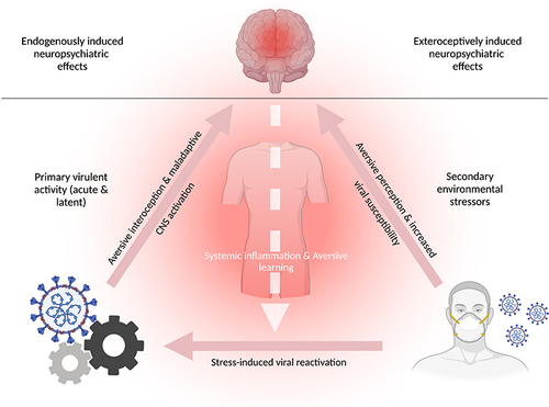 Figure 2 A positive feedback loop of primary virulent activity and secondary stress-induced reactivation with neuropsychiatric sequelae. The figure illustrates two distinct factors (ie, levers) that, after stimulation, may produce neuropsychiatric illness. The figure is divided into exteroceptively induced neuropsychiatric effects (top right) and endogenously induced neuropsychiatric effects (top left). The human mask (bottom right) represents external factors (ie, lever 1), such as social stigma, governmental restrictions, individual- and public behavior, or fear induced by inconsistent information and the awareness of one’s affliction; these stressors may cause secondary non-virulent emergence of neuropsychiatric sequelae (eg, anxiety) that can increase susceptibility to viral infection, owing to inflammation-associated immunosuppression, in infected and non-infected individuals. The cogwheels (bottom left) represent virulent activity and the reactivation of latent viruses in the CNS (ie, lever 2), which, after stress-induced activation, may cause shifts in the metabolic processing of infected and neighboring cells, and subsequently alter neuronal metabolite generation and the functionality of brain networks. In a bi-partite manner (ie, via primary virulent activity or secondary exteroceptive stressors), systemic inflammation and aversive perception can be generated, thus providing a basis favoring maladaptive learning. In infected individuals, the activation of each lever may trigger a positive feedback loop of virus-environment-reinforced systemic responses that maintains the host in an immunocompromised state of chronic inflammation (eg, cytokine storm), interoceptive aversion (eg, chronic sympathetic nervous system activation), and maladaptive CNS activity (eg, metabolic disruption of infected CNS-resident glial cells). Therefore, the stimulation of each cyclical element can lead to perturbed cognitive processing and promote aversive learning, which may manifest as acute and long-term neuropsychiatric illness.