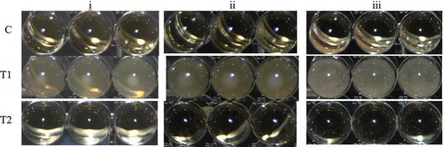 Figure 1. Minimal inhibitory concentrations (MIC) of blends of antimicrobial concentrated supernatant (ACS) of S. infantarius-fermentations, and ethylenediaminetetraacetic acid (EDTA) for: (i) Listeria monocytogenes, (ii) Escherichia coli, and (iii) Staphylococcus aureus inoculated in Brain Heart Infusion broth (BHI) and incubated at 35°C for 24 h. The highest bacterial growth occurred in the treatment T1 (ACS, 0 AU/mL; EDTA, 0 M) and the MIC for the three indicators occurred in the treatment T2 (ACS, 90 AU/mL; EDTA, 0.05 M). C was the abiotic control.Figura 1. Concentración mínima inhibitoria (MIC) de mezclas de ACS y EDTA contra i) Listeria monocytogenes, ii) Escherichia coli, y iii) Staphylococcus aureus en BHI, incubadas a 35°C por 24 h. El mayor crecimiento bacterial ocurrió en T1 (ACS, 0 AU/mL; EDTA, 0 M) y la MIC para los tres indicadores ocurrió en T2 (ACS, 90 AU/mL; EDTA, 0.05 M). C fue el control abiótico.