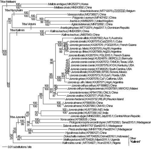 Figure 1. Maximum likelihood phylogeny (GTR + G model, G = 0.2330, likelihood score 117762.66543) of Araschnia levana (Tribe Nymphalini), 4 additional mitogenomes from tribe Nymphalini, 29 mitogenomes from tribe Junonini, 5 from Kallimini, 1 from Victorini, and 2 outgroup from tribe Melitaeini in subfamily Nymphalinae based on 1 million random addition heuristic search replicates (with tree bisection and reconnection). One million maximum parsimony heuristic search replicates produced 16 trees (parsimony score 20,698 steps) which differ from one another only by the arrangement of Junonia coenia mitogenomes and one of which has an identical tree topology to the maximum likelihood tree depicted here. Numbers above each node are maximum likelihood bootstrap values and numbers below each node are maximum parsimony bootstrap values (each from 1 million random fast addition search replicates).