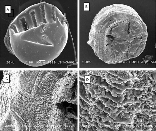 Figure 1 Scanning electron micrographs demonstrating the surface morphology of (A) empty and (B) BSA-loaded chitosan-TPP beads. C and D are the surface details of B.
