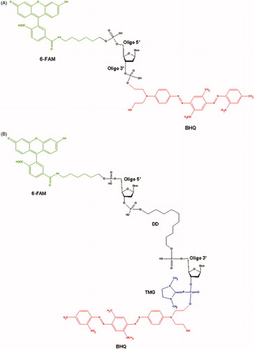 Figure 1. The main structural blocks of the single-stranded (A) and the hairpin (B) oligonucleotides.