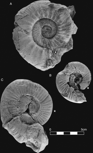 Fig. 3 Three species relevant for biostratigraphy and correlation of the A. lothari Biozone in the eastern Iberian Chain, ENE Spain. A. Ataxioceras lothari lothari (Oppel) [m], MPR.36.5 from the MPR section. B. G. aragoniense Moliner and Olóriz [m], MPC.28.73 from the MPC section. C. Ataxioceras hippolytense Atrops [m], MBV1.13.2 from the MBV section. White stars for the beginning of the body-chamber. All the specimens are housed in the repository of the Palaeontological collection of the University of Granada, Spain.