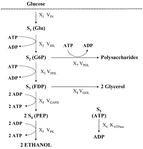 Figure 1. Metabolic pathway of ethanol production by Saccharomyces cerevisiae.