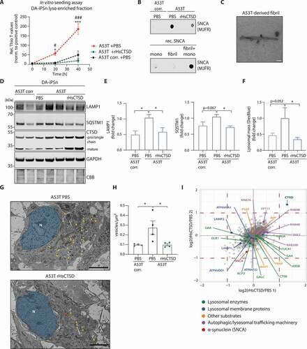 Figure 5. Effects of rHsCTSD treatment within lysosomes and on the endo-lysosomal/ autophagic system in DA-iPSn harboring an SNCA mutation (A53T). (A) In vitro SNCA seeding assay of lysosomal fractions derived from DA-iPSn of A53T corr. PBS and A53T treated with PBS or rHsCTSD for 25 days. An increase in ThioT signal indicates amyloid protein conversion. Graph shows relative Thio T signal normalized to positive control (fibril+ SNCA mono) (n = 3). Corresponding positive and negative controls as well as second round of SNCA seeding assay are shown in Figures S5A and S5B. (B) Non-denaturing dot blot analysis confirms the presence of pathological SNCA conformation in lysosomal fractions of DA-iPSn A53T and control (fibril + SNCA mono) after two rounds of seeding assay utilizing an SNCA conformation specific antibody (MJFR-14-6-4-2). (C) Representative transmission electron microscopy (TEM) picture of SNCA fibrils from second seeding round derived from DA-iPSn A53T lysosomes. Scale bar: 90 nm. (D) Representative western blot of A53T DA-iPSn lysates from A53T corr., A53T mutant and mutant treated with 10 µg/mL rHsCTSD for 25 days stained for autophagic marker LAMP1 and SQSTM1 as well as pro/single chain (~48/ ~52-kDa) and mature CTSD (~34-kDa). GAPDH and CBB staining were used as loading controls. (E) Respective quantification of LAMP1 and SQSTM1 signal intensity normalized to GAPDH and expressed as fold change (n = 3). (F) Analysis of Dextran-Cascade Blue representing the lysosomal mass. DA-iPSn A53T corr. was incubated with PBS and mutant line (A53T) was treated with PBS and 10 µg/mL rHsCTSD for 21 days. Dextran-Cascade Blue signal was normalized to overall cell stain (Celltag700) and expressed as fold change (measured in triplicates of three independent experiments, n = 3). (G) TEM pictures of ultrastructural analysis of A53T DA-iPSn treated with PBS or rHsCTSD (corresponding picture of A53T corr. in Figure S5C). Blue: nucleus; yellow arrows: intracellular vesicles. One representative mitochondrion is highlighted by an orange star to distinguish it from the vesicular structures. Scale bars: 25 µm. (H) Quantification of intracellular vesicles in DA-iPSn of A53T corr. and A53T treated with PBS or rHsCTSD, showing numbers of vesicle per µm2 (each dot represents the mean of vesicles per µm2 of n = 4 cells). (I) Mass spectrometry analysis of enriched lysosomal fraction from DA-iPSn of A53T mutant line incubated with PBS compared to A53T treated with rHsCTSD (25 days). The graph shows log2 transformed ratios of heavy (Dimethyl Lys4, Dimethyl Nterm4) labeled rHsCTSD sample and light (Dimethyl lys0, Dimethyl Nterm0) labeled control (PBS) sample on the x-axis. The technical replicate (labeling was switched) was inverted for visualization to show the same enrichment direction. The red dashed line indicates a two-fold threshold for enrichment. The most important proteins are highlighted in color, based on their function. All data represent mean ± SEM. Statistical analyses were performed by using two-way ANOVA with a Tukey’s multiple comparison test in (A). To distinguish between statistical differences, asterisks (*) were used for A53T corr. vs. A53T and diamonds (#) were used for A53T vs. A53T +rHsCTSD. One-way ANOVA together with Dunnett’s multiple comparison test was used in (E, F and H). ***/###p < 0.001, */#p < 0.05.