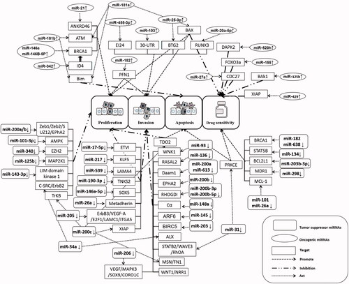 Figure 1. Schematic depiction of the tumor suppressive and pro-tumorigenic role of main microRNAs in triple negative breast cancer.