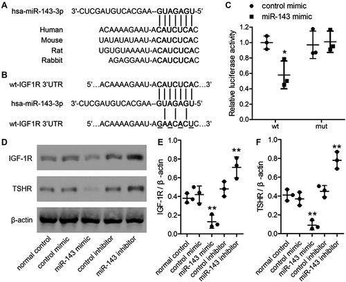 Figure 3 MiR-143 binds to IGF-1R and regulates its expression. (A) Putative binding site of miR-143 within the 3′-UTR of IGF-1R. (B) A luciferase reporter was constructed with either the wild-type (wt) or mutant (mut) sequences of the IGF-1R 3’-UTR binding site. (C) Relative luciferase activity in thyroid-associated ophthalmopathy (TAO) orbital fibroblasts (OFs) was measured after 48 h transfection. *P< 0.05 compared to control mimic. (D) Western blot analysis was used to evaluate the expression of IGF-1R and TSHR in TAO OFs following miR-143 mimic or miR-143 inhibitor transfection. Densitometric analysis of IGF-1R (E) and TSHR (F) protein expression normalized to β-actin in each group. *P < 0.05, **P < 0.01 compared to the normal control group.