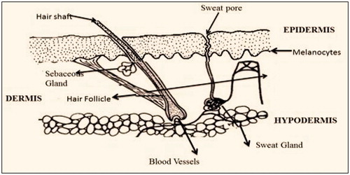 Figure 1. Cross-sectional area of skin.