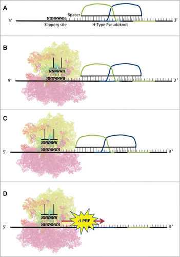 Figure 1. −1 PRF signals: structure and mechanism. (A) A typical −1 PRF signal is composed of 3 elements. 1) a heptameric “slippery site," 2) a short spacer, and 3) a stable mRNA structure, e.g., an H-type pseudoknot. (B) The pseudoknot forces an elongating ribosome to pause with its A- and P-site tRNAs positioned at the slippery site in the 0-frame. (C) Slippage of the tRNAs by one base in the 5’ (−1) direction enables non-wobble base pairing. (D) The ribosome denatures the pseudoknot, and translation elongation resumes in the −1 reading frame.