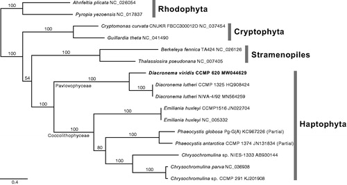 Figure 1. The maximum-likelihood mtDNA phylogeny of haptophytes based on 15 combined CDS data, including 10 haptophytes and six outgroups (Cryptophytes, Rhodophyta, and Stramenopiles). All CDS were aligned with translated amino acids and then concatenated as a total of 13,254 positions without ambiguous regions. The best phylogeny inferred under the GTR with independent heterogeneity (GTR + G) model for total 45 partitions, i.e. three codon positions of each gene. Bootstrap support values were calculated with 1,000 replicates using the same substitution model. The best phylogeny supports sister relationship of Diacronema viridis and D. lutheri with maximum bootstrap value.