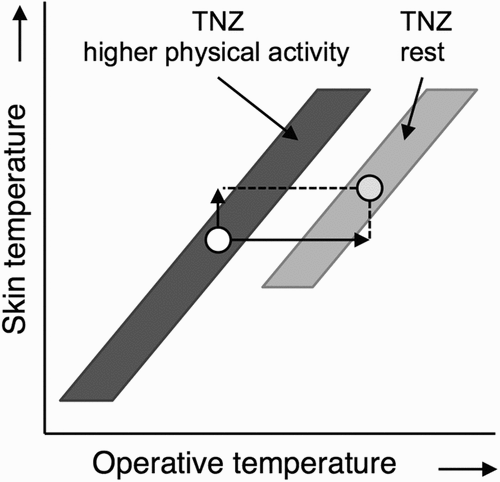 Figure 6. Shift in thermoneutral zone (TNZ) as a consequence of increased physical activity (dark grey) versus the rest (light grey). A higher metabolic rate causes the TNZ to shift to lower operative temperatures to accommodate for increased heat loss requirement; the TNZ also widens (see step 3 in the mathematical procedure), and consequently the centre of the TNZ to shift to lower temperatures.