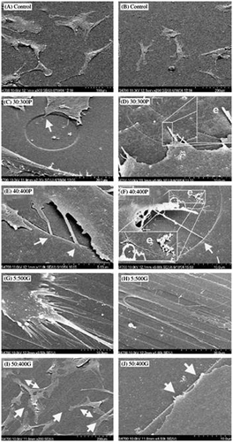 Figure 9. SEM images of (A, B) hBMCs with normal morphologies on planar control materials; (C) hBMC conforming to a groove edge of smaller and shallower pit (arrow); (D) hBMC with filopodia entering a small pit and inset (e) shows evidence of endogenous matrix formation; (E) filopodial guidance in larger and deeper pit (arrow); (F) filopodial guidance (arrow) and inset (e) shows evidence of endogenous matrix formation; (G, H) contact guidance of hBMC and their filopodia on narrow grooves; (I) hBMC aligning along the wide grooves (arrow) and spanning across grooves (double headed arrows); (J) filopodial guidance on the wide grooves (arrows). Images reproduced with permission from [Citation54].