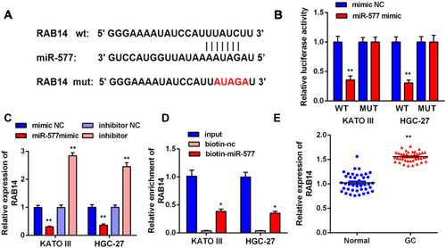Figure 5 RAB14 is regulated by miR-577 in GC cells. (A) The complementary base sequences between RAB14 and miR-577. (B) Dual-luciferase reporter assay indicated that transfection with miR-577 mimic significantly reduced the luciferase activity of the reporter containing wt-RAB14 in KATO III and HGC-27 cells (**P<0.01). (C) The levels of RAB14 were measured in KATO III and HGC-27 cells after transfection (**P<0.01). (D) RNA pull-down assay: miR-577 was pulled down to detect the content of RAB14 (*P<0.05). (E) The expressions of RAB14 in tumor tissues and adjacent normal tissues (**P<0.01).