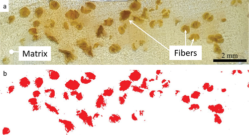 Figure 9. ImageJ analysis of a specimen. (a) the specimen cross-section image, (b) the image after the thresholding process.