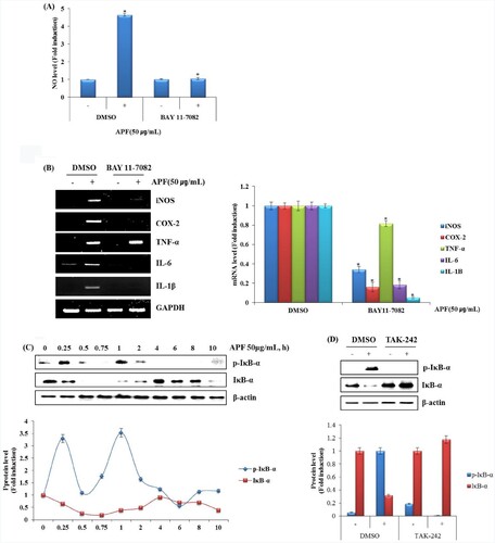 Figure 4. Effect of NF-κB signalling pathway on APF-mediated production of immunomodulators in RAW264.7 cells. (A and B) RAW264.7 cells were pretreated with BAY 11–7082 (NF-κB inhibitor, 20 μM) for 2 h and then co-treated with APF (50 μg/ml) for 24 h. NO level was measured by the Griess assay and RT-PCR, respectively. (C) RAW264.7 cells were treated with APF (50 μg/ml) for the indicated times. Protein levels were measured by Western blot analysis. (D) RAW264.7 cells were pretreated with TAK-242 (TLR4 inhibitor, 10 μM) for 2 h and co-treated with APF (50 μg/ml) for 1 h. Protein levels were measured by the Western blot analysis. *p < 0.05 compared to the cells without the treatment.