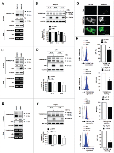 Figure 1. HBx downregulates the expression of TNFRSF10B in HBV-infected cells. (A) TNFRSF10B expression levels in HepG-X and HepG-M cells were analyzed by semi-quantitative RT-PCR and immunoblot assay. (B) TNFRSF10B expression at the indicated time points after transfection with the control or HBx plasmid in HepG2 cells was analyzed by immunoblot assay. A representative immunoblot and quantification of the TNFRSF10B signal are shown. (C) TNFRSF10B expression levels in L02-X and L02-M cells were analyzed by semi-quantitative RT-PCR and immunoblot assay. (D) TNFRSF10B expression at the indicated time points after transfection of L02 cells with the control or HBx plasmid was analyzed by immunoblot assay. Quantification of the TNFRSF10B signal is shown. (E) Expression levels of TNFRSF10B in HepG2 and HepG2.2.15 cells were analyzed by semi-quantitative RT-PCR and immunoblot assay. (F) TNFRSF10B expression at the indicated time points after transfection in HepG2 cells with the control or HBV1.2mer plasmid was analyzed by immunoblot assay. A representative immunoblot and quantification of the TNFRSF10B signal are shown. (G) Representative immunocytochemical images of TNFRSF10B expression in HepG2 cells transiently transfected with the HBx plasmid. Cells transfected with the HBx-Flag or pcDNA3.1 vector were stained with anti-Flag (red) and anti-TNFRSF10B (green) antibodies. Among the HBx-positive cells, the percentage of cells showing reduced TNFRSF10B expression compared to control cells is indicated. (H) TNFRSF10B expression levels on the surface of HBx-expressing cells, HepG2.2.15 cells, and the corresponding control cells were analyzed by flow cytometry. Relative TNFRSF10B expression on the cell surface was calculated as the percentage of mean fluorescence intensity (MFI) as described in the Materials and Methods. All data are mean ± SD of 3 independent experiments. P-values were obtained by Student t test (*P < 0.05).
