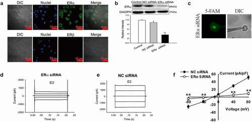 Figure 5. Knockdown of ERα expression abolished the E2-induced Cl− currents. (a)ERα and ERβ expression in Nthy-ori3-1 cells detected by immunofluorescence. ERα was present in Nthy-ori3-1 cells, where as ERβ was absent. (b) ERα protein expression examined by Western blot. Bar charts show the down-regulation of ERα protein expression by ERα siRNA but not by NC siRNA (mean ± SE, n = 3, **P < 0.01, vs Control). (c) Recording pipettes and the siRNA-transfected cells with green fluorescence. (d) and (e) The typical current traces of the E2-induced Cl− currents in the cells treated with ERα siRNA and NC siRNA, respectively. (e) The I–V relationships of the E2-induced currents in ERα siRNA and NC siRNA groups (mean± SE, n = 5, **P < 0.01, vs NC siRNA)