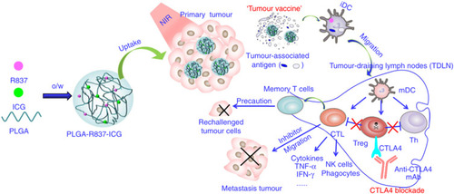 Figure 9 Schematic diagram of PTT with immunoadjuvant nanoparticles together with anti-CTLA-4. Reproduced with permissionfrom Chen Q, Xu L, Liang C, et al. Photothermal therapy withimmune-adjuvant nanoparticles together with checkpoint blockadefor effective cancer immunotherapy. Nat Commun. 2016;7(1):13193. Creative Commons license and disclaimer available from: (http://creativecommons.org/licenses/by/4.0/legalcode„http://creativecommons.org/licenses/by/4.0/legalcode).Citation184