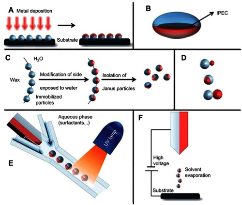 Figure 1 Overview of approaches towards the preparation of Janus particles. (A) Classical two-dimensional technique involving shading of one particle side after their immobilization. (B) Ellipsoidal complex core coacervate micelle with an interpolyelectrolyte complex core (IPEC). (C) Pickering emulsion route. (D) Janus particles with two inorganic compartments, snowman-, acorn-, dumbbell-like nanoparticles (top to bottom). (E) Microfluidic photopolymerization system. (F) Electrospinning using a bi-phasic nozzle. Reprinted with permission from the Walther A, Müller AH. Janus particles. Soft Matter. 2008;4(4):663–668. Copyright © 2008 Royal Society of Chemistry.Citation28