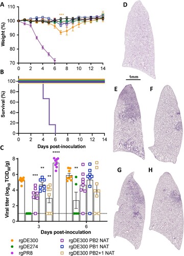 Figure 6. Amino acids in PB2 and PB1 were associated with reduced disease severity and lung viral titres in mice. (A) Mean weight loss and (B) survival in mice inoculated with respective viruses. (C). Mean lung viral titres at three and six days post inoculation. Titres of rgDE274 were not detected. Means ± SEM are shown. rgPR8 was included as a positive control. ** P < 0.01; *** P < 0.001; **** P < 0.0001. Representative sections of lungs of PBS mock-inoculated (D) and mice inoculated with (E) rgDE300, (F) rgDE300 PB2 NAT, (G) rgDE300 PB1 NAT and (H) rgDE300 PB2 + 1 NAT. Sections were stained with hematoxylin and eosin.