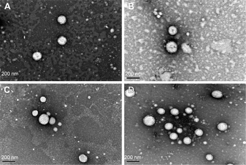 Figure 2 TEM images of (A) C-PEG2k-SLNs, (B) C-PEG5k-SLNs, (C) DSPE-PEG2k-SLNs, and (D) DSPE-PEG5k-SLNs.Abbreviations: TEM, transmission electronic microscopy; C-PEG2k/5k-SLNs, cholesterol-poly(ethylene glycol)2000/5000-solid lipid nanoparticles; DSPE-PEG2k/5k-SLNs, 1,2 distearoyl-sn-glycero-3-phosphoethanolamine-N-[methoxy(polyethylene glycol)]2000/5000-solid lipid nanoparticles.