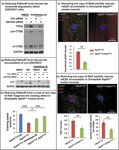 Figure 8. Reducing endosome levels rescues the lysosomal and autophagic defects. (a) Control or VAPA/B siRNA-transfected HEK293T cells were treated with DMSO or PI4KIIIbeta-IN-10 for 4 h. WB probed for TFEB and CTSB. (b) Control or VAPA/B siRNA-transfected HEK293T cells are treated with DMSO or PI4KIIIbeta-IN-10 for 18 h and treated with bafilomycin A1 for 4 h. WBs probed with LC3. (c) Immunofluorescence staining of ref(2)P/SQSTM1 in muscles of Vap33∆20 mutant and Vap33∆20; Rab5KO/+ larvae. Bottom: Quantification of the ref(2)P intensity. (d) Immunofluorescence staining of Rab7 and ref(2)P in muscles of Vap33∆20 mutant and Vap33∆20; Rab7KO/+ larvae. Bottom: Quantification of the Rab7 intensity and number of ref(2)P puncta. (e) Crawling assay of control, Vap33∆20 mutant, Vap33∆20 mutant treated with PI4KIIIbeta-IN-10 (5 nM) and Vap33∆20; Rab7KO/+ larvae. Ten to 20 animals are tested for each genotype/treatment.