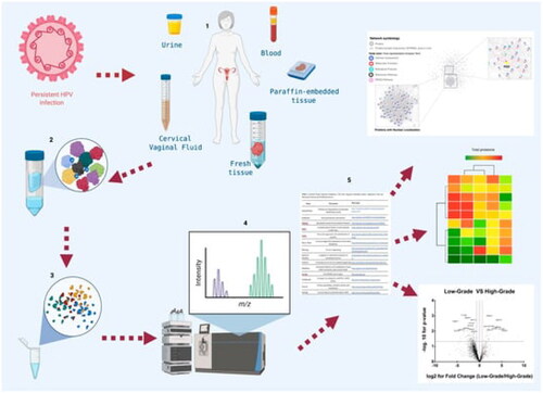 Figure 14. Workflow in proteomic studies in cervical cancer (Adapted from Ding Z et al.) [Citation72].