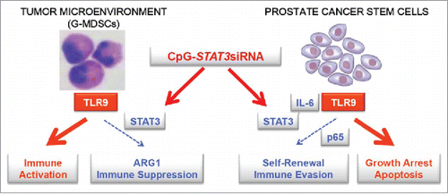 Figure 1. TLR9-targeted STAT3 inhibition allows for 2-pronged therapeutic effect against prostate cancers. CpG-STAT3siRNA conjugates target STAT3 signaling in TLR9+ G-MDSCs, an immunosuppressive population of myeloid cells which accumulate during prostate cancer progression from localized to metastatic disease. STAT3 silencing reduces production of a potently immunosuppressive mediator, arginase-1 (ARG1), thereby restoring effector T cell proliferation and activity. As shown in a parallel study, CpG-siRNA strategy allows for delivery of therapeutic siRNAs to prostate cancer stem cells which express TLR9 and rely on NF-κB/STAT3 signaling for self-renewal and tumor-propagating potential. The combination of breaking immune suppression in the tumor microenvironment and decreasing cancer cell survival is likely to augment the overall therapeutic effect against prostate cancer.